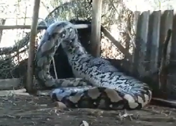 Na internet as cenas surpreenderam. Foto: Reprodução