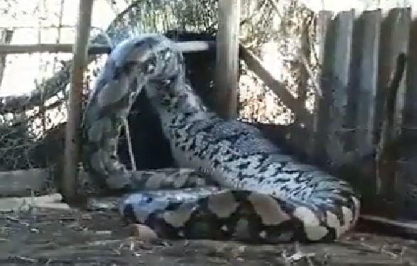 Na internet as cenas surpreenderam. Foto: Reprodução