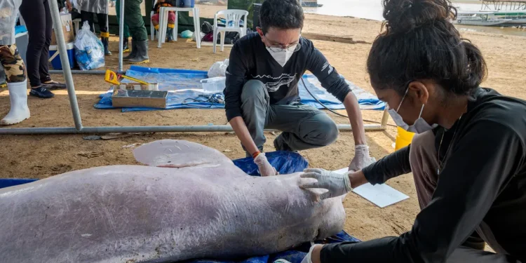 Mais carcaças foram encaminhadas para a necrópsia. Foto: Instituto Mamirauá - Reprodução