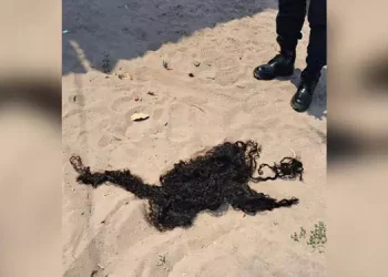 Os cabelos foram cortados com uma faca. Foto: Reprodução