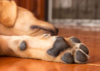 O crime ocorreu no conjunto Shangri-la, bairro Parque 10 de Novembro, Zona Centro-Sul. Foto: Reprodução/Internet