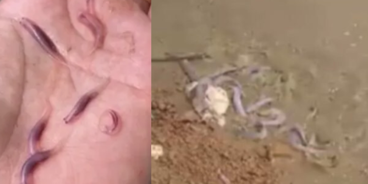 O peixe, considerado um parasita, bota medo em muita gente. Foto: Reprodução