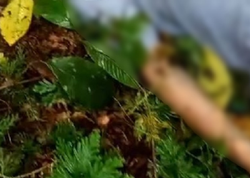 Trabalhadores do roçado encontraram o corpo. Foto: Reprodução