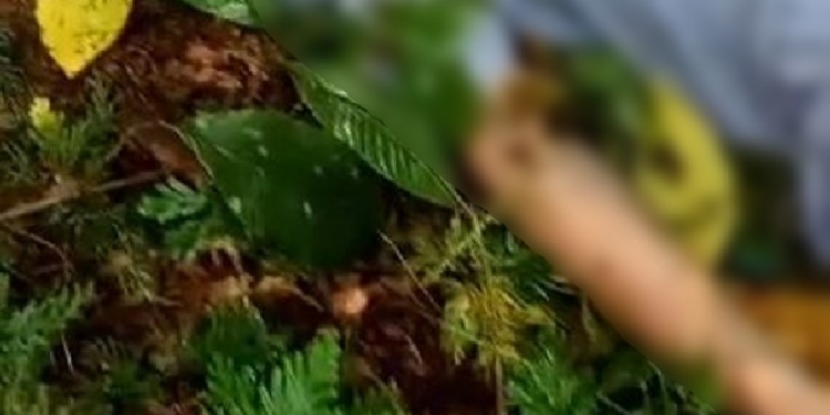 Trabalhadores do roçado encontraram o corpo. Foto: Reprodução