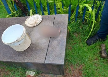 O feto estava dentro de um balde de tinta limpo. Foto: Divulgação