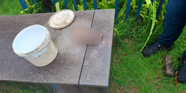 O feto estava dentro de um balde de tinta limpo. Foto: Divulgação