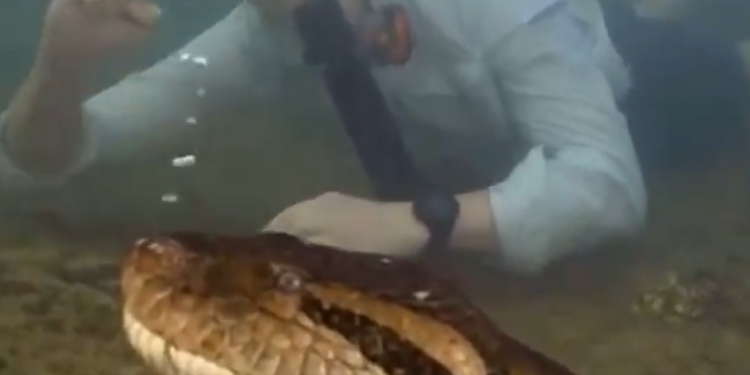 A descoberta foi publicada na revista científica Diversity, na última sexta-feira (16). Foto: Reprodução