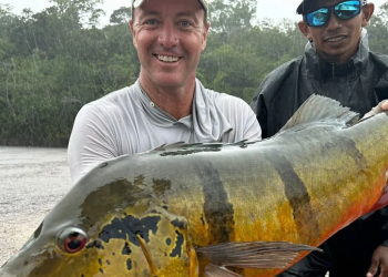 Ele foi capturado em 2023 no Rio Marié, no Amazonas. Foto: Reprodução