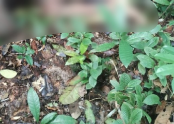 Não foi encontrado documentos de identificação com o corpo. Foto: Reprodução