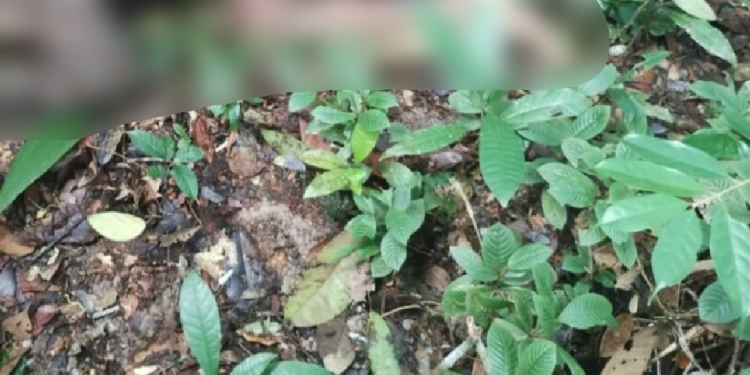 Não foi encontrado documentos de identificação com o corpo. Foto: Reprodução