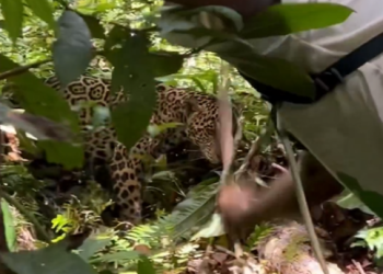 O caso aconteceu na Amazônia peruana, em dezembro. Foto: Reprodução