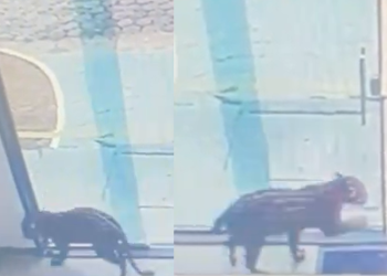 As imagens foram divulgadas pela Polícia Civil de Eirunepé. Foto: Divulgação/PC-AM