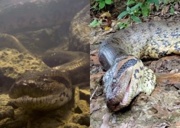 A suspeita é que deram um tiro na cobra. Foto: Reprodução