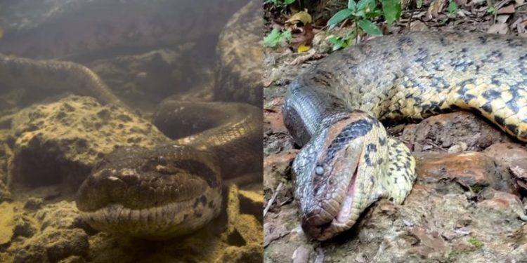 A suspeita é que deram um tiro na cobra. Foto: Reprodução