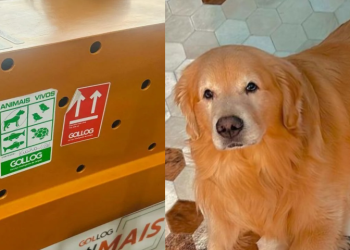 O trajeto feito pelo animal foi cerca de 7 horas. Foto: Reprodução