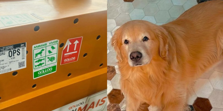 O trajeto feito pelo animal foi cerca de 7 horas. Foto: Reprodução