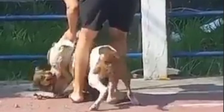 Vídeo: Pitbull sem focinheira ataca cachorrinho e dono tenta separar com pedaço de madeira
