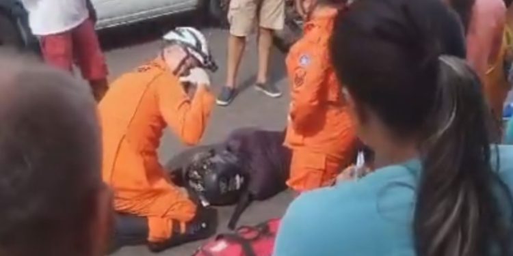 Vídeo: motociclista fica ferido após atropelar cachorro na Compensa