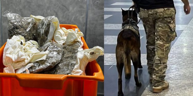 Mulher é pega pela PF tentando viajar com maconha envolta do corpo no aeroporto de Manaus