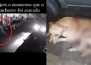 O animal levou duas facadas e os vizinhos chamaram socorro veterinário. Foto: Reprodução