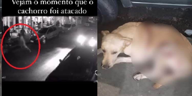 O animal levou duas facadas e os vizinhos chamaram socorro veterinário. Foto: Reprodução