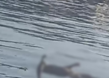 O cadáver não foi identificado. Foto: Reprodução