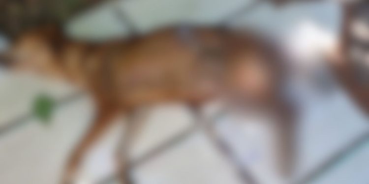 Homem acaba preso após negar ajudar o próprio cachorro em estado grave: "Alegou que não tinha tempo"