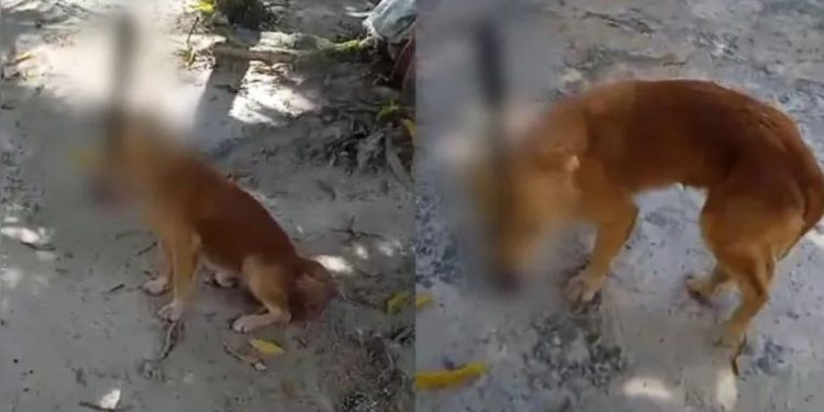 Vídeo forte mostra cachorro 'caramelo' que ficou com facão cravado na cabeça