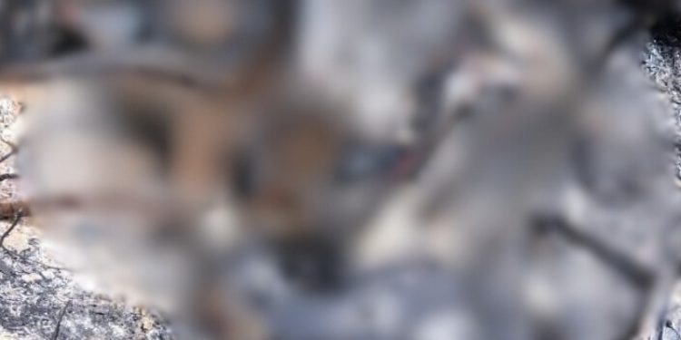 Os corpos eram do sexo masculino. Foto: Reprodução