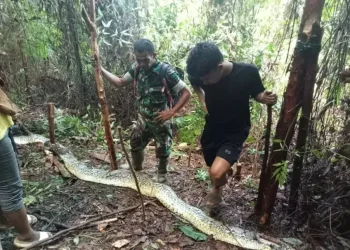 O caso ocorreu na província de Sulawesi do Sul, na Indonésia. Foto: Divulgação