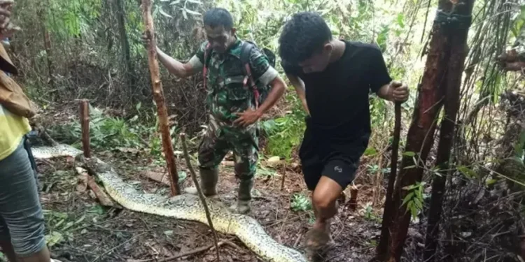 O caso ocorreu na província de Sulawesi do Sul, na Indonésia. Foto: Divulgação