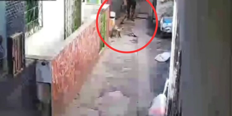 VÍDEO: Sem motivo algum, homem arremessa pedra em gatinho no Coroado e gera revolta