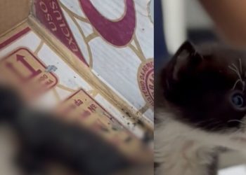 Idosa coloca fogo em caixa com filhotes de gato diante de crianças no Jorge Teixeira