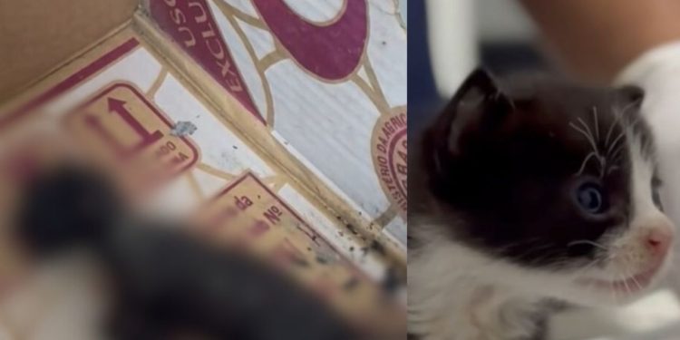 Idosa coloca fogo em caixa com filhotes de gato diante de crianças no Jorge Teixeira