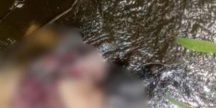 Mulher é encontrada sem vida jogada em igarapé nos fundos de sua casa em Rio Preto da Eva