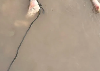 O jovem foi assassinado dias antes numa comunidade. Foto: Reprodução