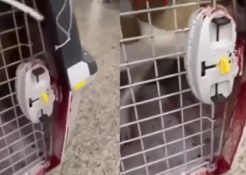 A cachorra estava com ferimentos. Foto: Reprodução