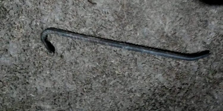 Homem é preso após tentar bater na vizinha com pé de cabra por causa de fofoca no Amazonas