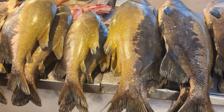 Pesca de Tambaqui e outros 9 peixes está proibida até março de 2025; entenda
