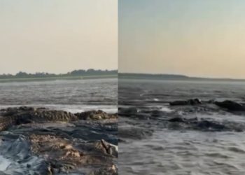 'Só porrudo': Ribeirinho flagra vários jacarés reunidos no meio do rio no interior do Amazonas