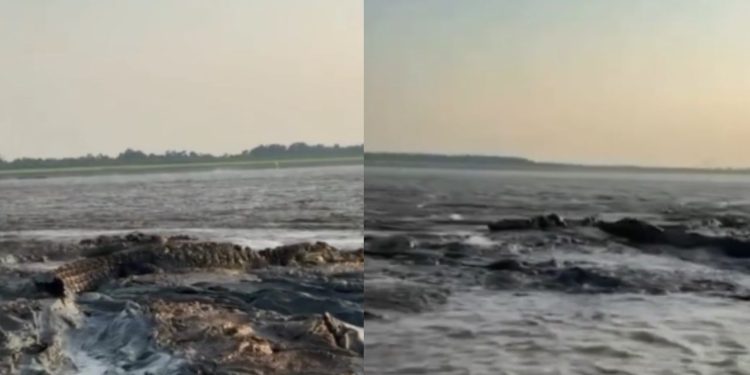 'Só porrudo': Ribeirinho flagra vários jacarés reunidos no meio do rio no interior do Amazonas