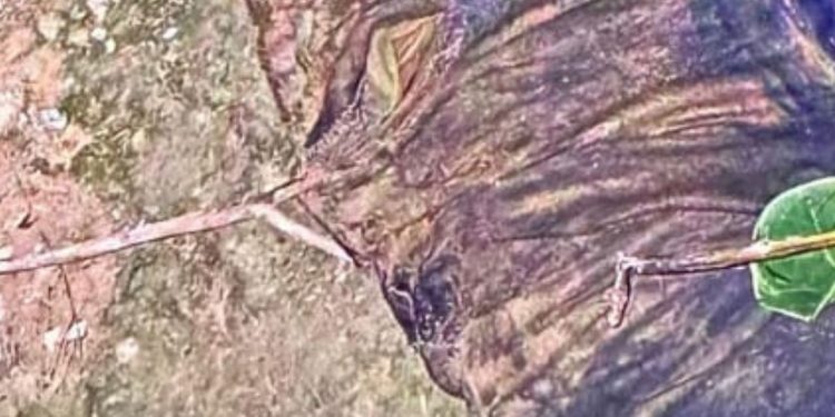 IMAGEM FORTE: Policiais encontram homem que estava pronto para ser esqu@rt3jad0 em Manaus