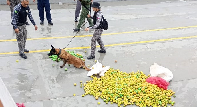 O entorpecente estava na embarcação abordada próximo a Coari (a 363 quilômetros de Manaus), escondido em três sacos de fibra. Foto: Divulgação