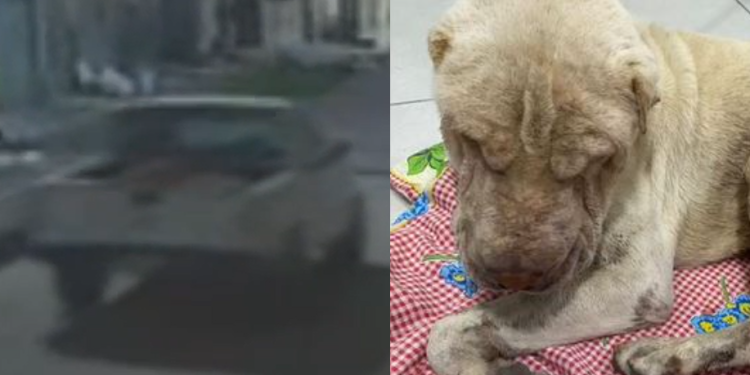 O cachorro é da raça Shar-pei. Foto: Divulgação/PC-AM