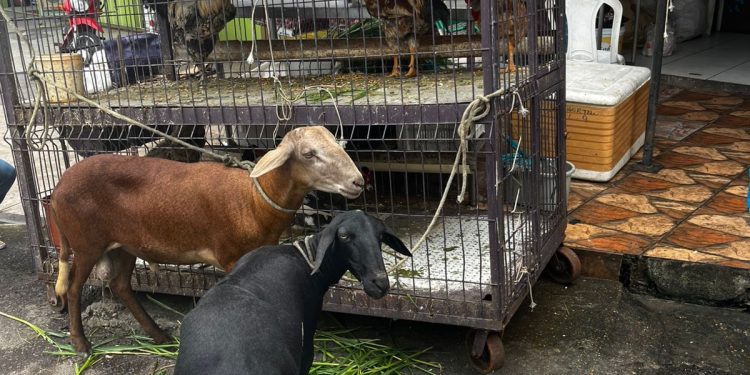 A prisão foi realizada no bairro Jorge Teixeira, Zona Leste de Manaus. Foto: Divulgação/PC-AM