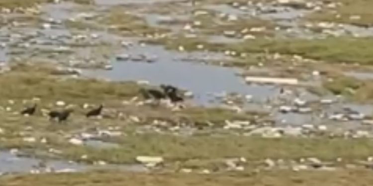 Vídeo: População do São Raimundo encontra c0rp0 sendo comido por urubus no rio