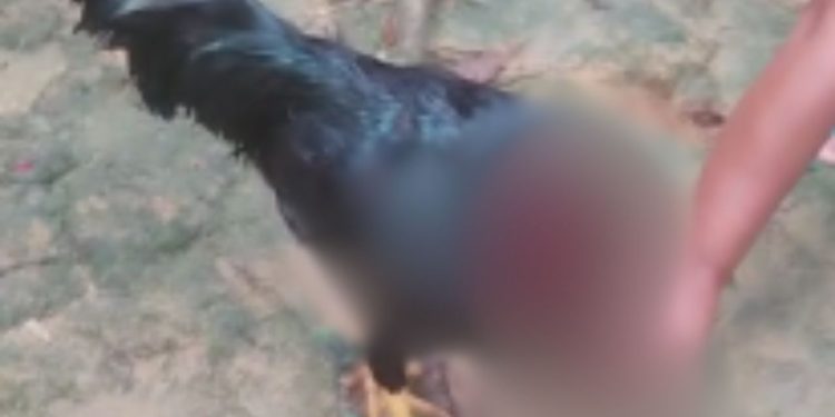 Vídeo bizarro mostra galo que teve a cabeça c0rtad4 e continuou vivo no Amazonas