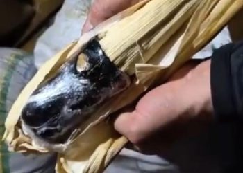 Polícia encontra mulher transportando drogas em formatos de espiga de milho no Amazonas