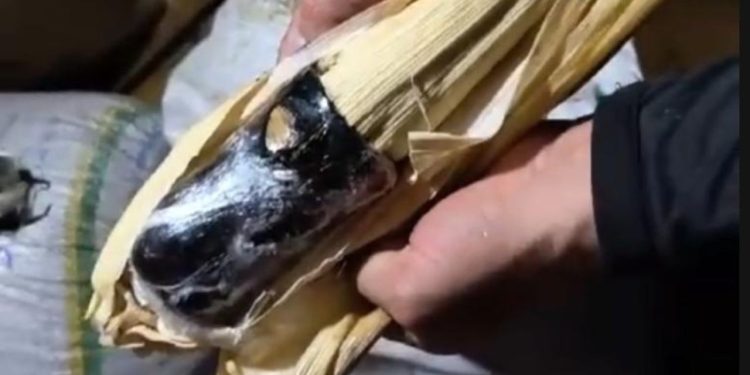 Polícia encontra mulher transportando drogas em formatos de espiga de milho no Amazonas