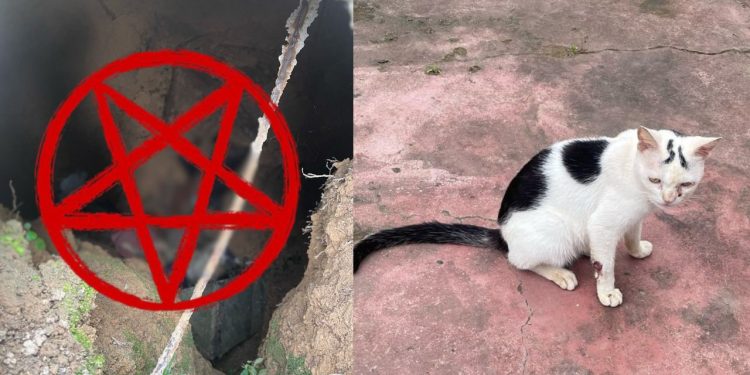 Homem é preso por tirar a vida de gatinhos para praticar magia negra no Amazonas